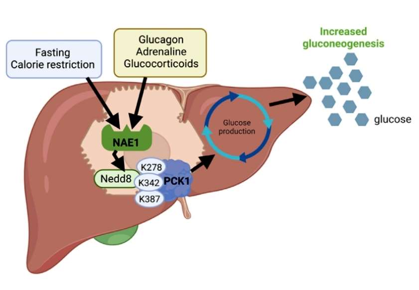 Advancements in Protein lipidation Research